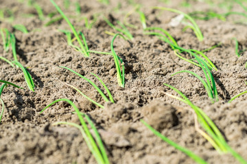 onion seeding at a vegetable field  
