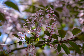 Prunus padus colorata pink flowering cultivar of bird cherry hackberry tree, hagberry mayday tree in bloom in sunlight