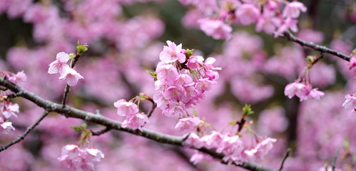 雨に濡れた、満開の桜