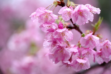 雨に濡れた、満開の桜