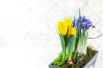 Spring flowers in a wooden decorative pot on a white background. Spring and holiday composition.