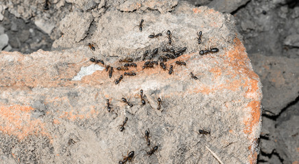 a group of carpenter ants