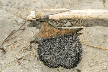  a hedgehog that is protecting himself by his sharp and dangerous needles 