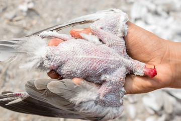 a dove was shoot and dead left alone on the floor and bleeding 