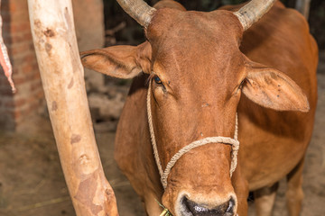 closeup of a sad mother cow at a slaughter house and it's expressions are so sad  