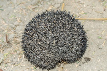  a hedgehog that is protecting himself by his sharp and dangerous needles 