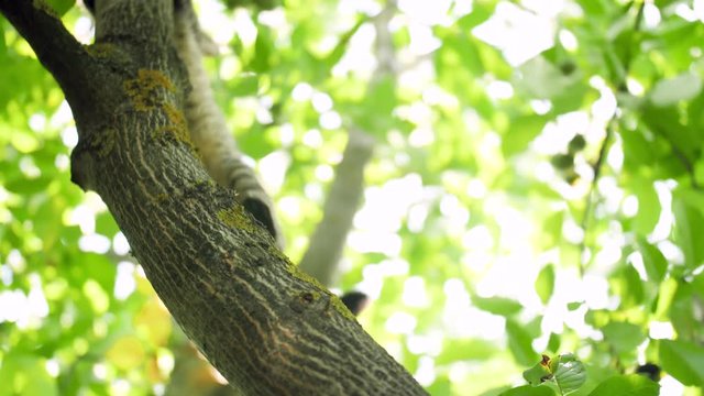 4k video of grey domestic cat walking and climbing on high tree branch at garden