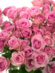 ピンクのスプレーバラ