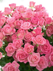 ピンクのスプレーバラ