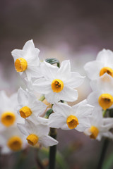 Closeup of white narcissus flowers