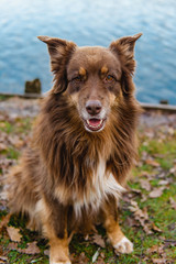Hund australian shepherd braun