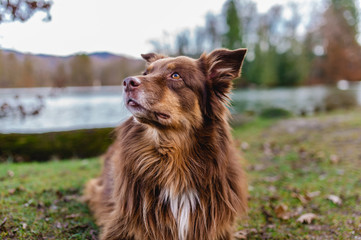 Hund australian shepherd braun