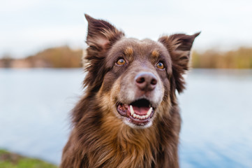 Hund australian shepherd braun