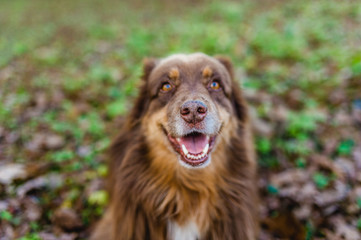 Hund australian shepherd braun