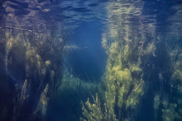 swamp underwater landscape abstract / sunken trees and algae in clear water, ecology underwater world