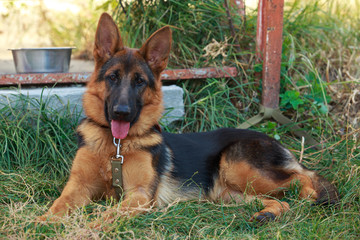 German Shepherd Dog