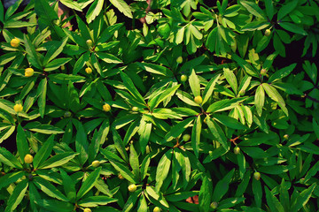 wild flowers top view background / abstract seasonal background, summer small flowers, nature spring, floral abstraction