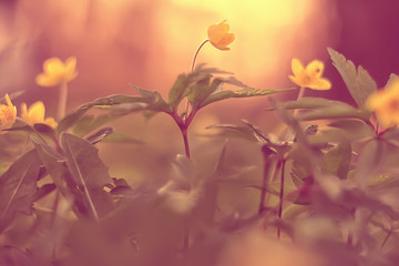 Fototapeta na wymiar buttercups flowers background / abstract background seasonal, spring, summer, nature flower, yellow wild flowers