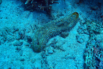 marine ecosystem underwater view / blue ocean wild nature in the sea, abstract background