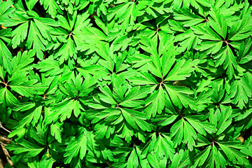 green grass leaves top view wild field / summer in the jungle, forest grass abstract view, background
