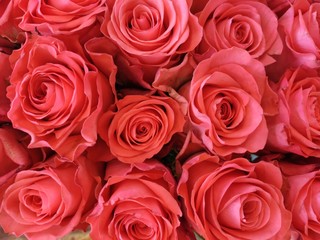 Background of large buds of red roses close-up