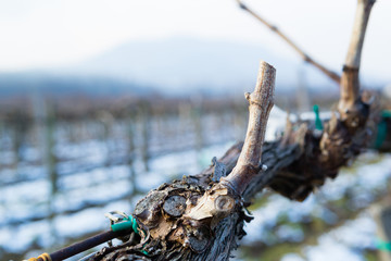 vine plant branch late winter cut trim maintenance vinery