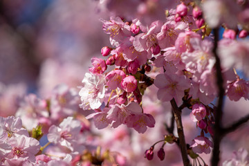 春の訪れ 桜の花