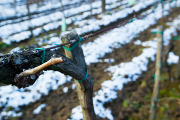 vine plant branch late winter cut trim maintenance vinery
