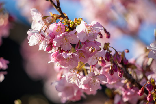 春の訪れ 桜の花
