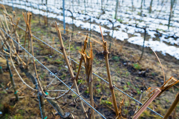 vine plant branch late winter cut trim maintenance vinery