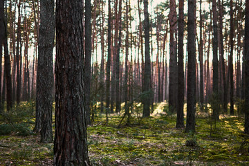 Photo of tree trunk with bark in coniferous forest. Sunset or sunrise under morning sky