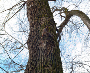 Little squirrel observing something in the distance.