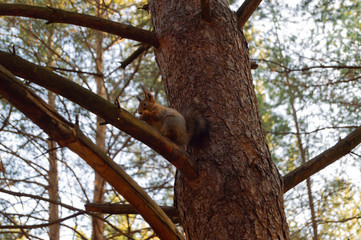 Squirrel eating and looking at camera in the spring forest.