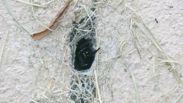 Dangerous black australian spider coming out of it's funnel to catch prey