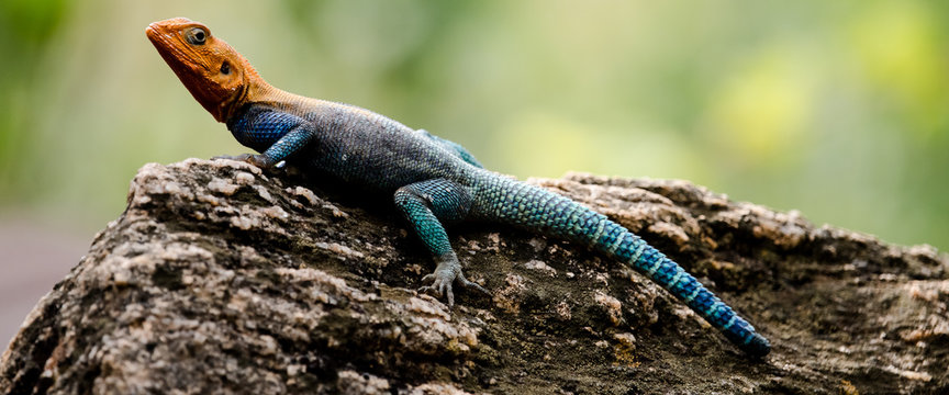 male Rock Agama