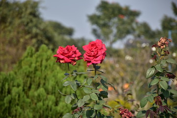 red flowers in the garden