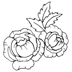 graphic drawing, composition with roses and leaves in black and white