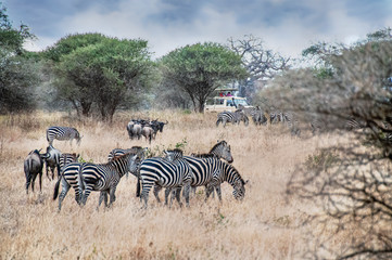 Fototapeta na wymiar The safari tour in Tanzania, Africa.