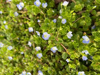 Bird eye speedwell - small blue flowers on green background