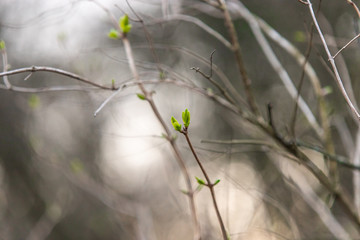 PIerwsze oznaki wiosny na drzewie, rozkwit