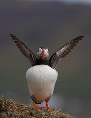 puffin dance