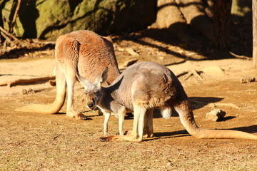 カンガルー