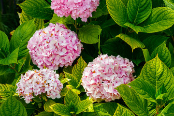 Pink hydrangea or hortensia in a garden