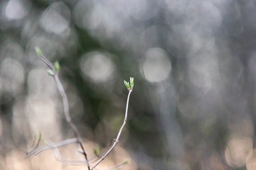PIerwsze oznaki wiosny na drzewie, rozkwit