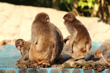 Naklejka premium ニホンザル