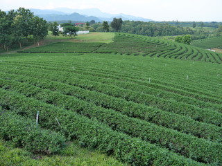 Fototapeta na wymiar Tea Plantation in Rural Area