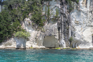 vegetation on worn sheer cliffs at Mercury bay, New Zealand
