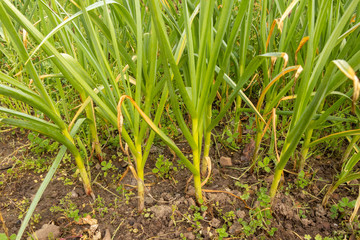 Green Onion, field of spring onions sprout on the field. Organically grown onions in the soil