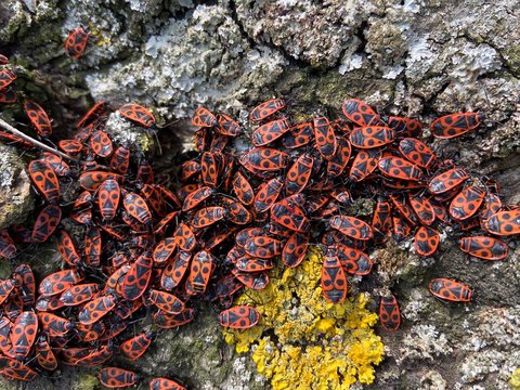 Group of firebugs on bark tree