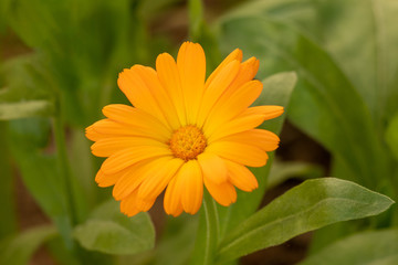 Pot marigold or  Calendula flower, close-up